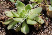 Rosularia turkestanica (Reg. et Winkl.) Berg.