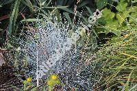 Festuca glauca 'Intense Blue' (Festuca glauca auct., Festuca duriuscula auct., Festuca cinerea auct.)