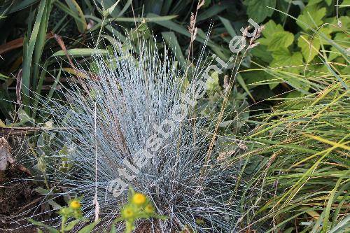 Festuca glauca 'Intense Blue' (Festuca glauca auct., Festuca duriuscula auct., Festuca cinerea auct.)