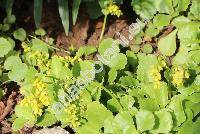 Chiastophyllum oppositifolium (Ledeb.) Berg. (Cotyledon oppositifolia Ledeb. ex Nordm., Umbilicus  oppositifolius Ledeb.)