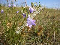 Campanula gentilis Kov. (Campanula rotundifolia agg.)