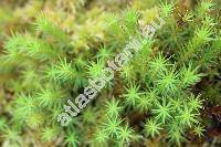 Polytrichum strictum Menz. ex Brid. (Polytrichastrum, Polytrichum affine Funck, Polytrichum juniperinum)