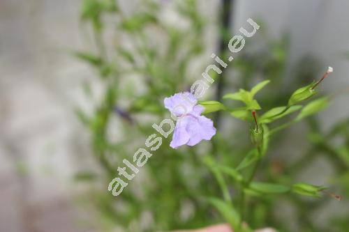 Mimulus ringens L. (Erythranthe)