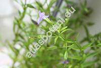 Mimulus ringens L. (Erythranthe)