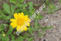 Melampodium sp. (Guizotia)
