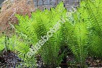 Lastrea limbosperma (All.) Holub (Thelypteris limbosperma (All.) Fuchs, Dryopteris, Polypodium)