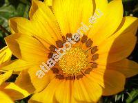 Gazania 'Kiss Golden Yellow'