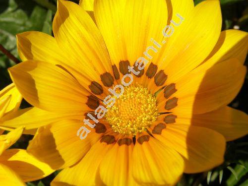 Gazania 'Kiss Golden Yellow'