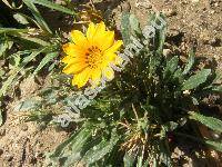 Gazania 'Kiss Golden Yellow'