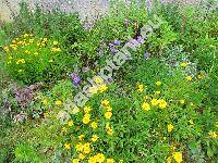 Erigeron multiradiatus (Lindl. ex DC.) Benth. ex Clarke