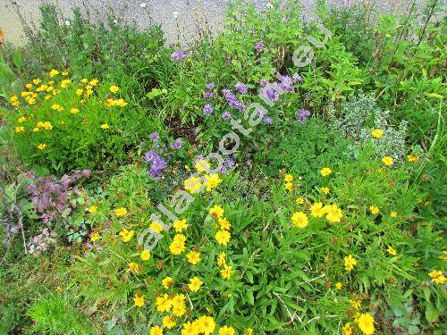 Erigeron multiradiatus (Lindl. ex DC.) Benth. ex Clarke