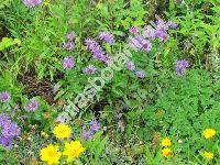 Erigeron multiradiatus (Lindl. ex DC.) Benth. ex Clarke