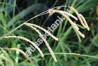 Paspalum laeve Michx. (Digitaria, Paspalum laeve Michx. var. australe (Nash) Nash ex Hitchc.)