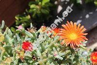 Delosperma 'Orange Pig Face' (Mesembryanthemum)