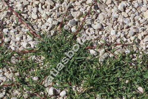 Paspalum vaginatum Sw. (Digitaria)