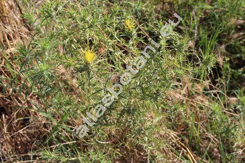 Carlina corymbosa L.