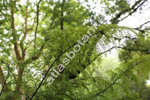 Pteridophytes sp. (Asplenium)