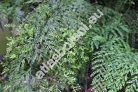 Pteridophytes sp. (Asplenium)