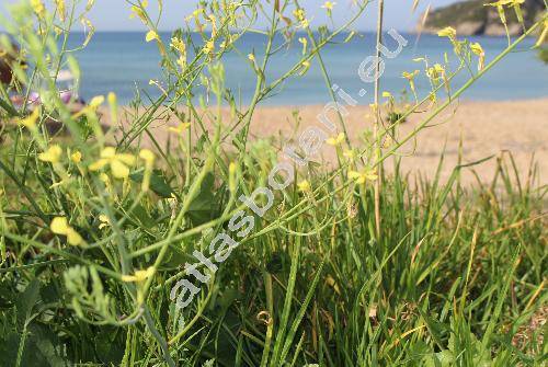 Raphanus raphanistrum L. (Sinapis, Rapistrum)