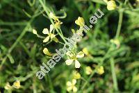 Raphanus raphanistrum L. (Sinapis, Rapistrum)