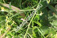 Raphanus raphanistrum L. (Sinapis, Rapistrum)