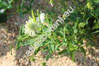 Trifolium pignantii (Trifolium pignantii Fauch et Chaub.)