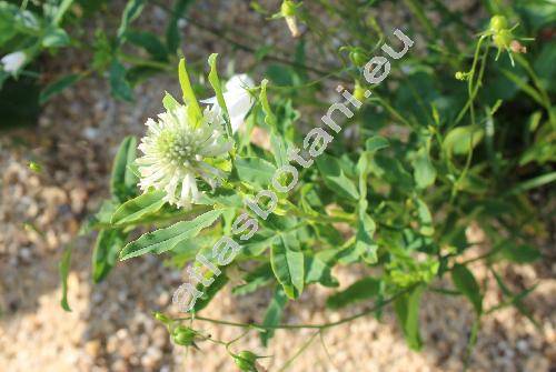 Trifolium pignantii (Trifolium pignantii Fauch et Chaub.)