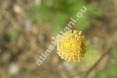 Oncosiphon piluliferum (L. f.) (Oncosiphon piluliferum (L. f.) Kllersj, Cotula globifera Thunb., Cotula pilulifera L. f., Matricaria pilulifera, Pentzia, Tanacetum, Chrysanthemum)