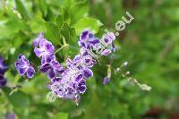 Duranta erecta 'Golden Dewdrop' (Duranta repens)