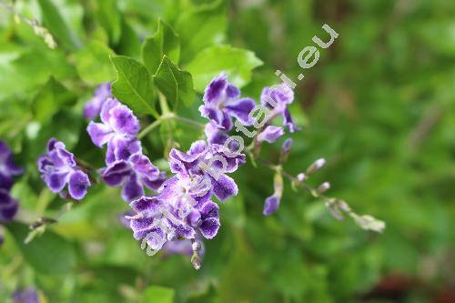 Duranta erecta 'Golden Dewdrop' (Duranta repens)