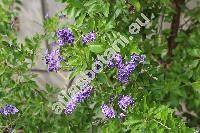 Duranta erecta 'Golden Dewdrop' (Duranta repens)