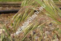 Bromus tectorum L. (Anisantha tectorum  (L.) Nevski, Ceratochloa, Bromopsis)