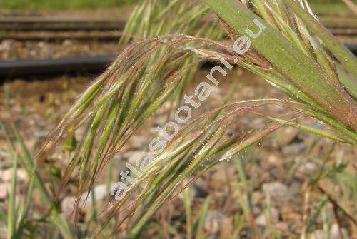 Bromus tectorum L. (Anisantha tectorum  (L.) Nevski, Ceratochloa, Bromopsis)