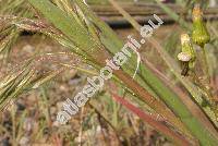 Bromus tectorum L. (Anisantha tectorum  (L.) Nevski, Ceratochloa, Bromopsis)