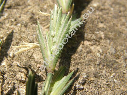 Elytrigia intermedium (Host) Nevski (Agropyron intermedium (Host) Beauv., Elymus, Aegilops, Thinopyrum, Tricitum)