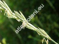 Elytrigia intermedium (Host) Nevski (Agropyron intermedium (Host) Beauv., Elymus, Aegilops, Thinopyrum, Tricitum)