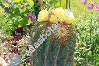 Parodia magnifica (Ritter) Brandt (Notocactus magnificus (Ritt.) Krainz.-unresolved, Eriocactus magnificus Ritt.-unresolved)