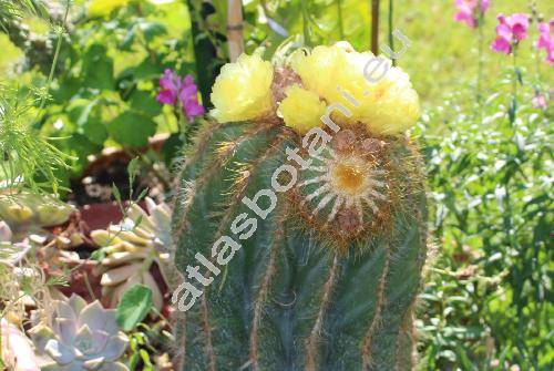 Parodia magnifica (Ritter) Brandt (Nonocactus magnificus, Eriocactus magnificus)