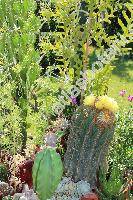 Parodia magnifica (Ritter) Brandt (Nonocactus magnificus, Eriocactus magnificus)