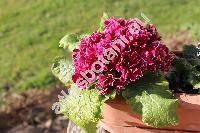 Primula 'Balerina'