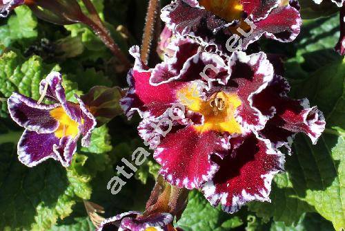 Primula 'Sirocco'