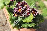 Primula 'Sirocco'