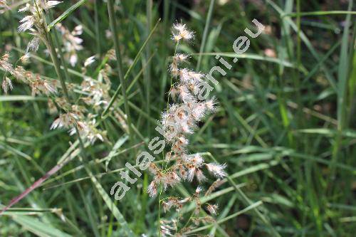 Melinis repens (Willd.) Zizka (Tricholaena)