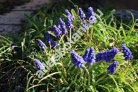 Muscari armeniacum Leichtl. ex Bak. (Muscari alexandrae Khokhr., Muscari pyramidatum Vel., Bellevalia aperta (Freyn et Conr.) Grossh.)