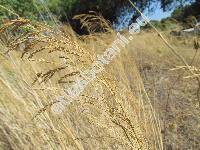 Piptatherum miliaceum (L.) Coss. (Milium, Oryzopsis miliacea, Stipa, Agrostis)