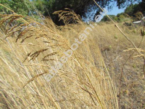 Piptatherum miliaceum (L.) Coss. (Milium, Oryzopsis miliacea, Stipa, Agrostis)