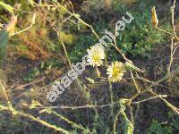 Lactuca intybacea Jacq. (Lactuca intybacea Jacq. ex Murray)