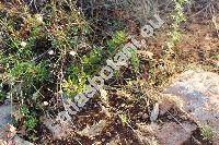 Bromus rubens L. (Anisantha, Ceratochloa, Bromopsis)