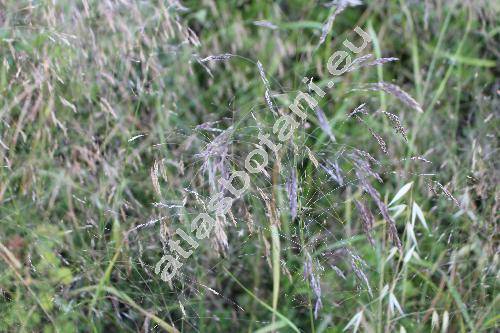 Piptatherum thomasii (Duby) Kunth (Piptatherum miliaceum subsp. thomasii, Milium, Oryzopsis, Stipa, Agrostis)