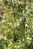 Piptatherum thomasii (Duby) Kunth (Piptatherum miliaceum subsp. thomasii, Milium, Oryzopsis, Stipa, Agrostis)